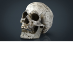 Skull (Offical)