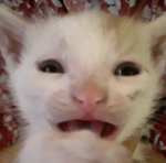 'FANG