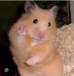 춘춘이
