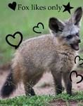 Fox Likes only