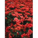 flower white