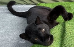 Le Blak panter