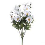 The Daisy's!