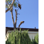 Squirrel Robux
