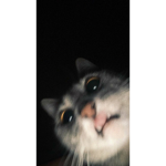 meow meow people only