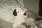 Lia_Bear