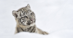 Love for snow tigers