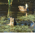 caring for your community