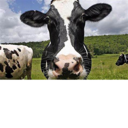 Cow riding simulator