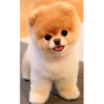 Cute doggy squad For doggy fans