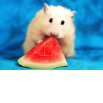 unique hamsters