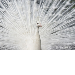 White obby