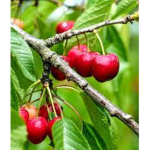 Cherries On A Tree