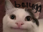 IM YOUR FAN BELUGA
