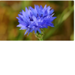 CORNFLOWER CLAN ~ WARRIOR CATS
