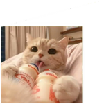 레디쉬