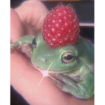 <3 frogs for life <3