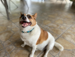 Do you like dogs (Bc yes join pls)