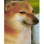 the doge knights
