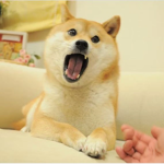 DOGE TEAM ARMY