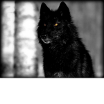 black werewolf