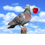 Flower pigeon