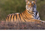 Tiger are best
