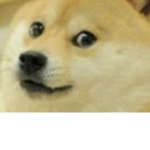 DOGE OF THE DOGE