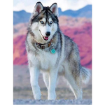 Magical land of dogs