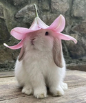 [BunnyXHoney]