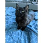 LePetitChaton