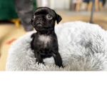 Pug god cult