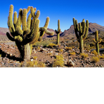 CACTUS ARMY YES