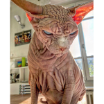 Hairless cat group