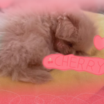 Dog pup21