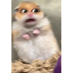Robux x XD