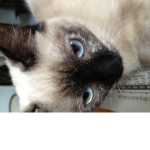 IAMBLUE AND ME