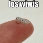 los wiwis (real)