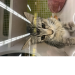 Save the cats and horses