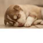 Little Tigers/Little Huskys
