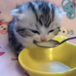 クマ