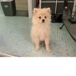 Hi sapphire and poppyyyyyyyyyyyyyyyyyyyyyyyyyy