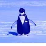 Penguinn01 grupo