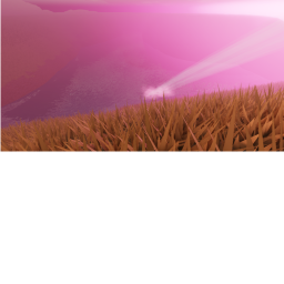 cherry blossom field