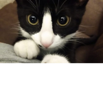 #its a cat club