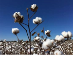 Aman is cotton