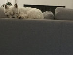 The dogyyyyyyyyyyyyyyyyyyyy fam