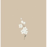 cocoblxsoms