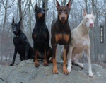 Do u like Dobermans