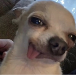 Theprettycutepandaz